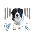 BORDER COLLIE KENNY スタンプ（個別スタンプ：25）