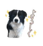 BORDER COLLIE KENNY スタンプ（個別スタンプ：26）