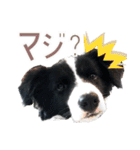 BORDER COLLIE KENNY スタンプ（個別スタンプ：27）