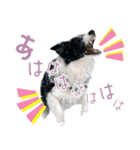BORDER COLLIE KENNY スタンプ（個別スタンプ：28）