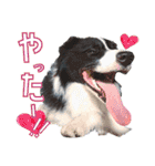 BORDER COLLIE KENNY スタンプ（個別スタンプ：29）
