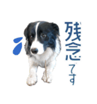 BORDER COLLIE KENNY スタンプ（個別スタンプ：30）
