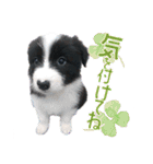 BORDER COLLIE KENNY スタンプ（個別スタンプ：31）