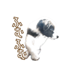 BORDER COLLIE KENNY スタンプ（個別スタンプ：32）