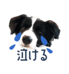 BORDER COLLIE KENNY スタンプ（個別スタンプ：33）