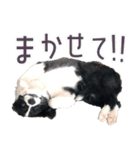 BORDER COLLIE KENNY スタンプ（個別スタンプ：34）