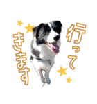 BORDER COLLIE KENNY スタンプ（個別スタンプ：35）