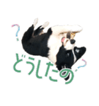 BORDER COLLIE KENNY スタンプ（個別スタンプ：36）