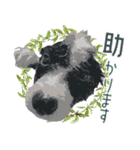BORDER COLLIE KENNY スタンプ（個別スタンプ：37）