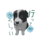 BORDER COLLIE KENNY スタンプ（個別スタンプ：38）