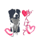 BORDER COLLIE KENNY スタンプ（個別スタンプ：39）