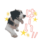 BORDER COLLIE KENNY スタンプ（個別スタンプ：40）