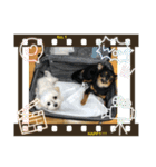 マルチーズチワワ2（個別スタンプ：8）