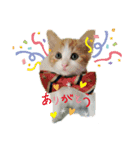 hikarumao（個別スタンプ：4）