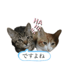 どんちゃん＆がんちゃん（個別スタンプ：3）
