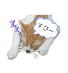 どんちゃん＆がんちゃん（個別スタンプ：4）