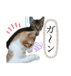 どんちゃん＆がんちゃん（個別スタンプ：14）