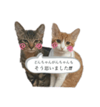 どんちゃん＆がんちゃん（個別スタンプ：15）