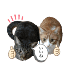 どんちゃん＆がんちゃん（個別スタンプ：17）