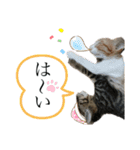 どんちゃん＆がんちゃん（個別スタンプ：23）