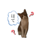 どんちゃん＆がんちゃん（個別スタンプ：24）