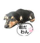うちのチワックス☆名前はメロ君です☆（個別スタンプ：2）