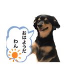 うちのチワックス☆名前はメロ君です☆（個別スタンプ：3）