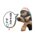 うちのチワックス☆名前はメロ君です☆（個別スタンプ：4）