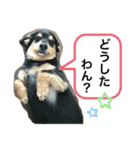 うちのチワックス☆名前はメロ君です☆（個別スタンプ：5）