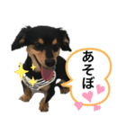 うちのチワックス☆名前はメロ君です☆（個別スタンプ：6）