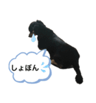 うちのチワックス☆名前はメロ君です☆（個別スタンプ：7）