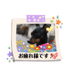 ミニチュアピンシャーのろいちゃん（個別スタンプ：11）