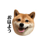 毎日使える！ 柴犬ここスタンプ（個別スタンプ：1）