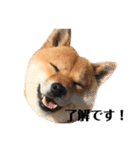 毎日使える！ 柴犬ここスタンプ（個別スタンプ：2）