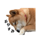 毎日使える！ 柴犬ここスタンプ（個別スタンプ：4）