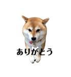 毎日使える！ 柴犬ここスタンプ（個別スタンプ：5）
