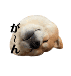 毎日使える！ 柴犬ここスタンプ（個別スタンプ：6）
