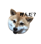 毎日使える！ 柴犬ここスタンプ（個別スタンプ：7）