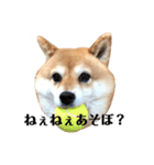 毎日使える！ 柴犬ここスタンプ（個別スタンプ：11）