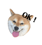 毎日使える！ 柴犬ここスタンプ（個別スタンプ：12）