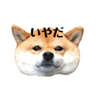 毎日使える！ 柴犬ここスタンプ（個別スタンプ：13）