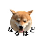 毎日使える！ 柴犬ここスタンプ（個別スタンプ：14）