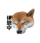 毎日使える！ 柴犬ここスタンプ（個別スタンプ：16）