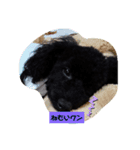 トイプーがっくん1（個別スタンプ：4）