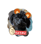 トイプーがっくん1（個別スタンプ：6）