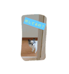 チワワん子（個別スタンプ：1）