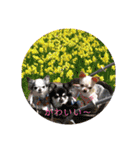 チワワん子（個別スタンプ：4）
