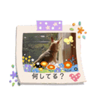 チワワん子（個別スタンプ：8）