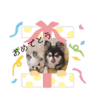 チワワん子（個別スタンプ：14）