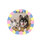 チワワん子（個別スタンプ：16）